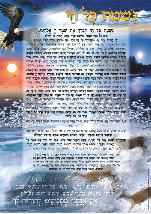 Laminated Poster 20" x 28"-- Nishmas (P632)